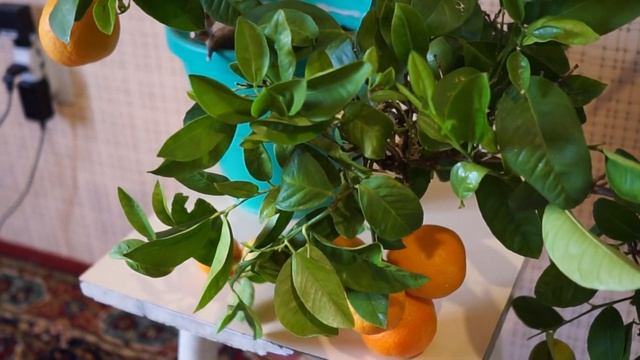 Вырастил мандариновое дерево смотреть онлайн