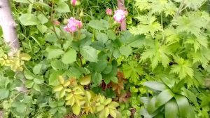 Розарий Леонардо. Роза Леонардо да Винче.