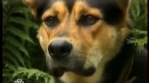 Полкан Уральский - Ни единого разрыва