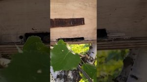 Ловлю бродячих роев!