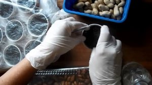 Выращивание рассады арахиса