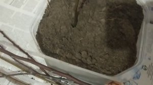 Черенкование алычи и сливы. Алычу можно размножать ветками!