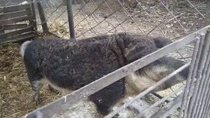 Обжиг кабана дедовским способом, с СОЛОМКОЙ... смалим поросёнка.