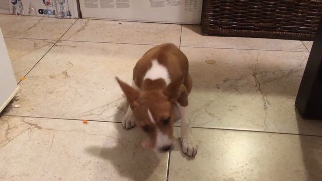 Как нарезать мясо 2 месячному щенку смотреть онлайн