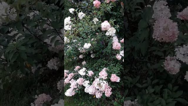 Гортензия метельчатая Ванилла Фрейз (Vanille-Fraise)