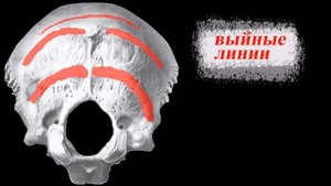 Затылочная кость. Кости черепа. Мозговой отдел. Непарные.