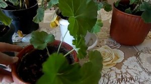 Герань Пеларгония Зимний уход Обрезка