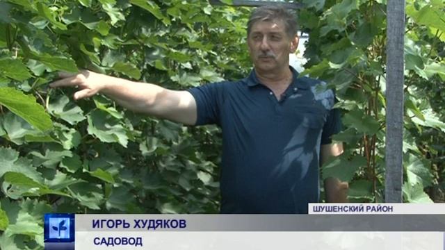 Поспели, ранние сорта винограда! (Енисей Минусинск) смотреть онлайн