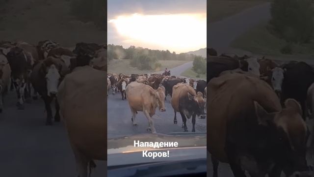 Коровы напали на нас))))