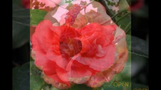 самые редкие цветы смотреть онлайн