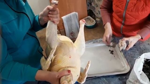 Ощип домашнего индюка за 5минут.