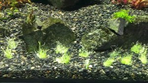 Утрикулярия Граминифолия посадка в аквариум