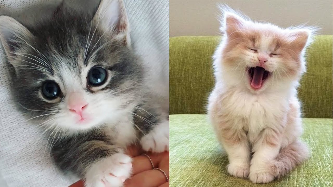 Смешные приколы с животными! Милые и смешные котята!