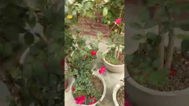 Terrace gardening ideas