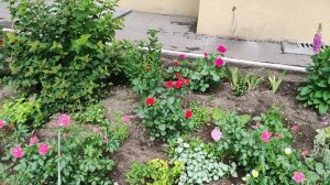 Через 3 дня цветов расцвет