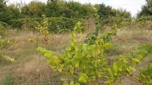 СОРТ ВИНОГРАДА ПЛАТОВСКИЙ. Срываем урожай 2.08.2019 года!