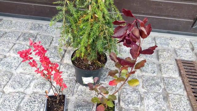 Последняя распаковка в этом сезоне. Посылки из Опт-Хоз и ГарденПлантс. Тсуга канад., сосна Ватерер смотреть онлайн