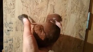 Продажа красных Кингов в Туле. | Продажа голубей