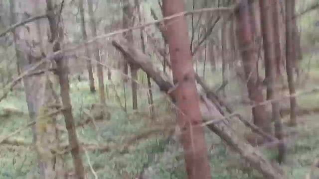 В ЛЕС ЗА ОПЯТАМИ. Сбор грибов. смотреть онлайн