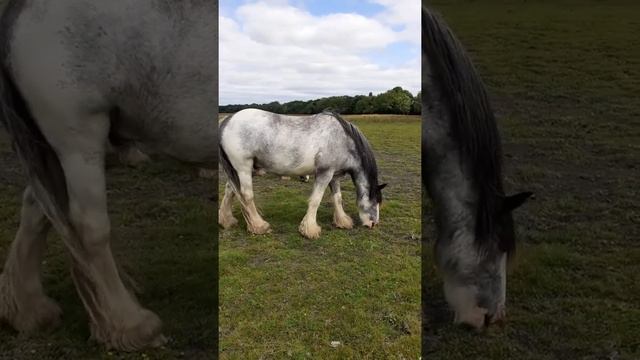 Wild horses grazing in a field ?#Equus # ferus #caballus#shorts