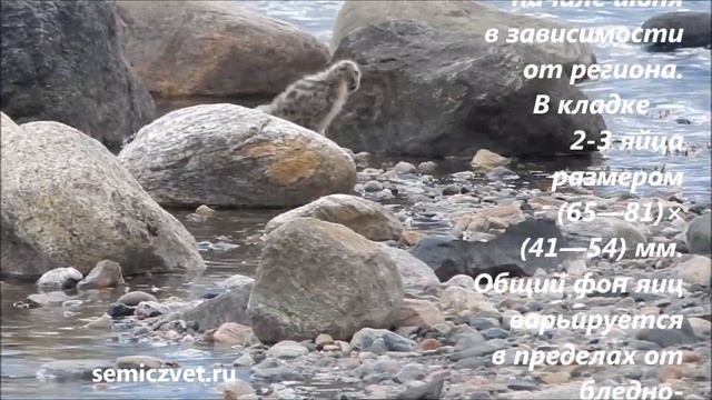 ?? Серебристые Чайки воспитывают птенца. Белое море. Заполярье