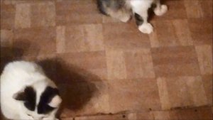 Кошачий приют в Курске нуждается в помощи