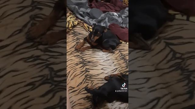 Цвергпинчер Локки улыбается смотреть онлайн