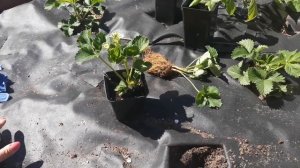 Клубника для начинающих. Сроки посадки клубники в открытый грунт!