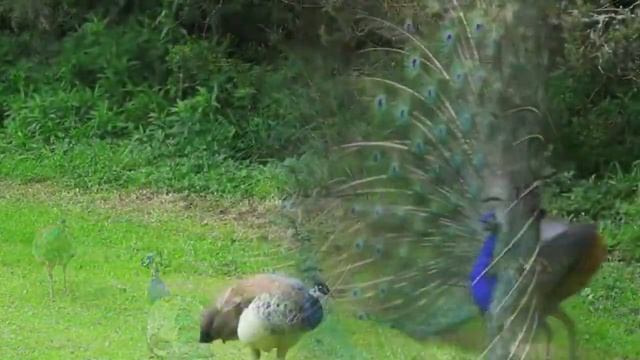 КАКАЯ КРАСОТА, ПОСМОТРИТЕ! ТАНЕЦ ПАВЛИНОВ! смотреть онлайн