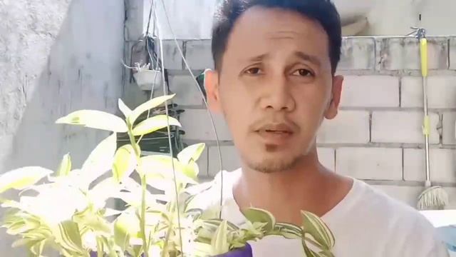 #Wandering jew #tradescantia Fluminensis variegata смотреть онлайн