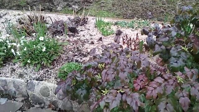 Цветут Примулы на даче05. 05.2018. смотреть онлайн