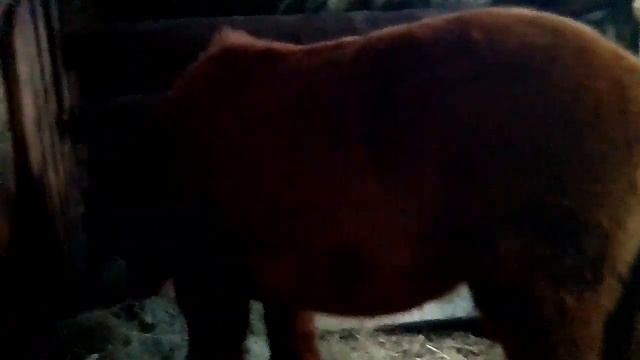 Кролики, лошадь смотреть онлайн