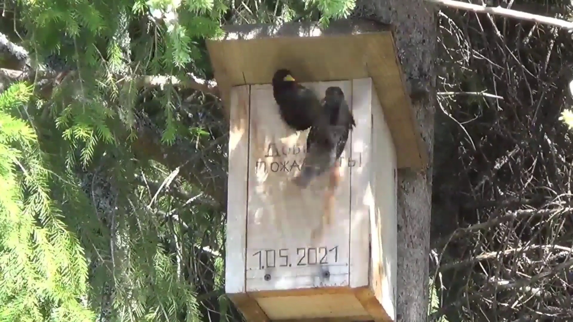 Скворцы на Даче! смотреть онлайн