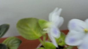 фиалочки мини Н.Д Мурзилка, Н.К.Чудо природы