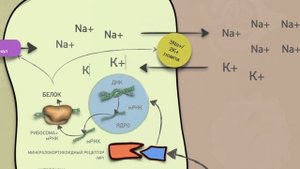 Как работает Эплеренон? (механизм действия).