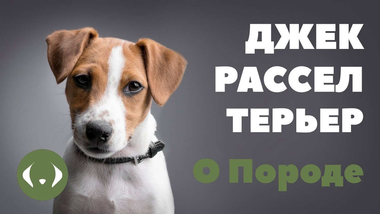 Джек-рассел-терьер - О породе - Как выбрать щенка Джек-рассел-терьера?