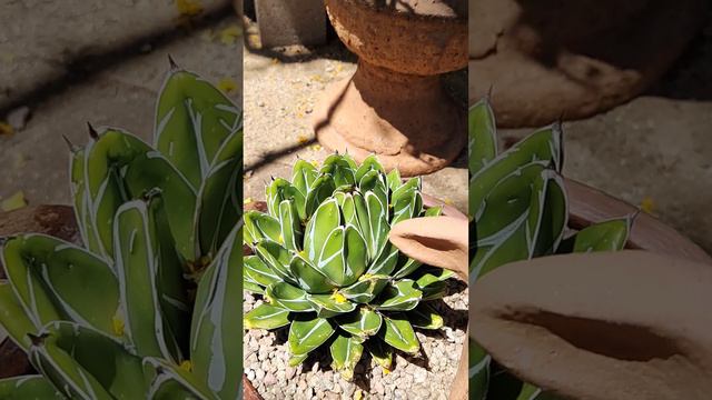 Agave Queen Victoria #agave #plants #succulents