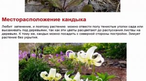 Род Кандык насчитывает 25 видов и несколько разновидностей и форм