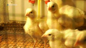 В Елховском районе построили птицеферму благодаря господдержке