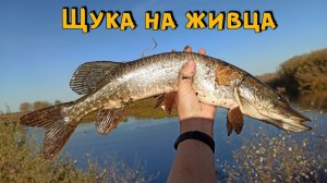 Щука на живца! Рыбалка на фидер осенью, холодной ночью!