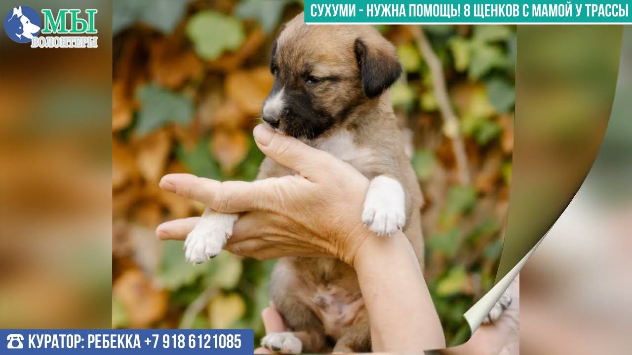 СУХУМИ (Абхазия), нужна помощь! 8 щенков с мамой Алисой в заброшке у автотрассы, нужно пристройство!