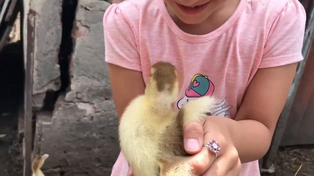 #Утки и #Курочки #Ферма Летом смотреть онлайн