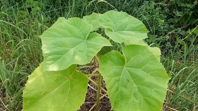 Павловния из семян -Как выглядят после пересадки смотреть онлайн