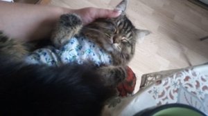 Сибирская Кошка после стерилизации / зачем нужна стерилизация