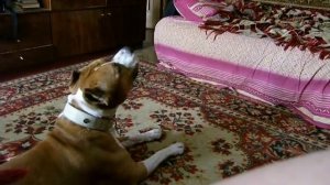 Бай и Юрай Хип