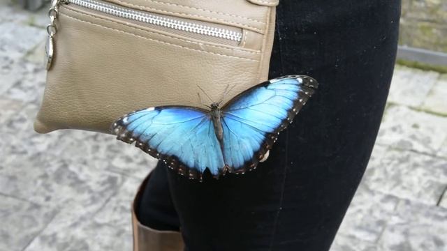 Technology X Nikon D7100 Review: Butterfly Envy смотреть онлайн