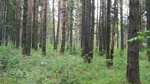 Ельничный.Чёрный пионер.Шок!