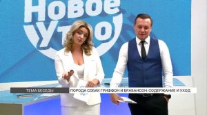 Гриффоны и брабансоны: как за ними ухаживать?