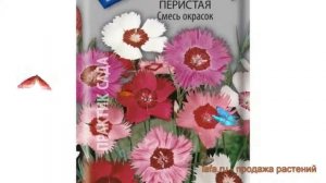 Гвоздика перистая Смесь окрасок (smes okrasok) ? обзор: как сажать, семена гвоздики Смесь окрасок