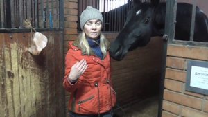 Поение лошадиПоение лошади